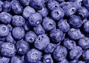 Пазл Фрея 500 деталей: Черничное настроение