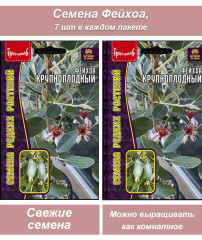 Семена комнатных цветов Фейхоа, 2 шт