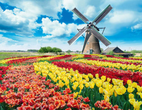 Пазл Step puzzle 1000 деталей: Мельница в тюльпанах