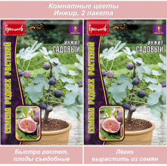 Семена комнатных цветов Инжир ИПГ