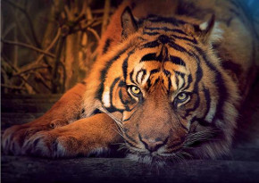 Пазл Step puzzle 1000 деталей: Сибирский тигр