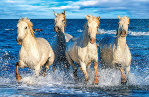 Пазл Step puzzle 500 деталей: Четверка Нептуна