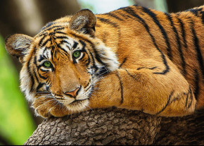 Пазл Trefl 500 деталей: Тигр